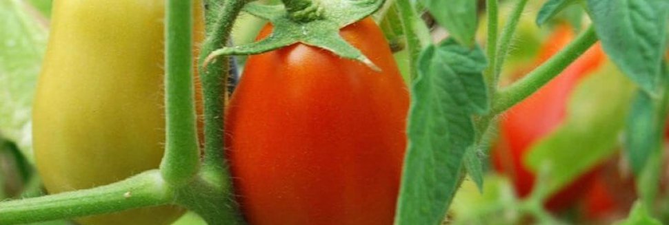 Girassol De Tomate