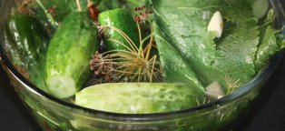 Como Conservar Pepinos No Inverno