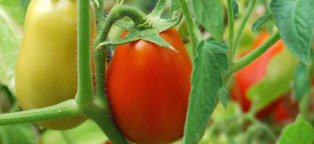 Girassol De Tomate