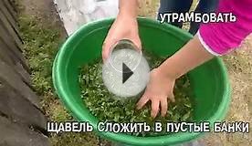 Как консервировать щавель на зиму без соли и варки | Самый