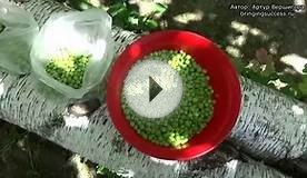 Как сохранить горох зеленый заготовка на зиму для салатов